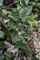 Sarcococca ruscifolia