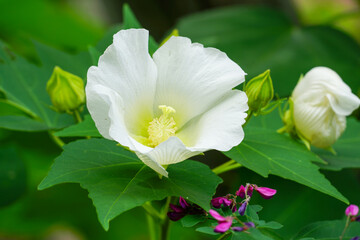 白いムクゲの花