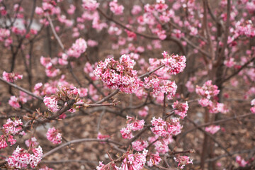 Viburnum farreri 