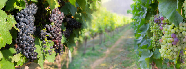 Bunch of purple grapes on vineyard for wine production.