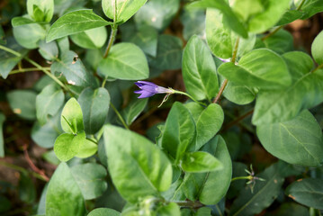 Vinca major 