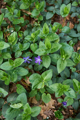 Vinca major 