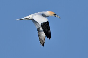 Obraz premium Beautiful Gannet in the sky 