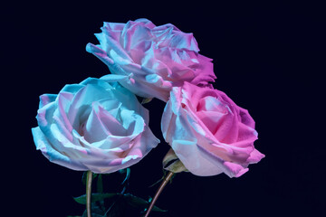 Fototapeta na wymiar Three white roses in colorful lighting