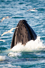 Humpback whale surfacing as they hunt for prey in the Arctic ocean © wayne