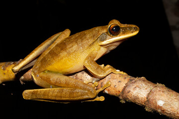 Fototapeta premium Basin treefrog