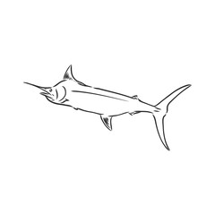 Hand Drawn Marlin fish jump marlin, vector sketch on a white background
