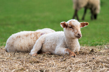 Close-up portrait of a little white and brown lamb with a cute looking face sitting on straw on a green meadow. Concept of free-range husbandry, animal welfare, spring or Easter season.
