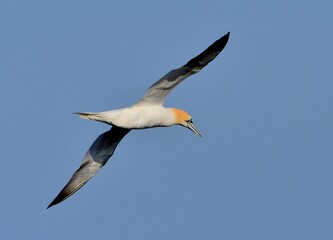 Beautiful Gannet in the sky 