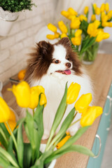 beautiful white chocolate spitz in the kitchen among yellow tulips. national dog day. a pet. spring decor. women's Day. flowers in the house. world animal day