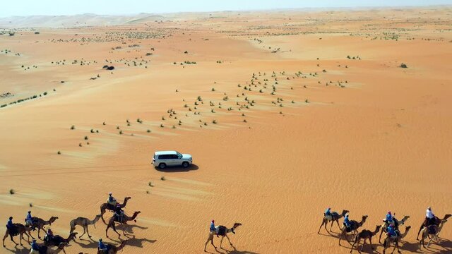 Aerial view over a car, revealing a cavalcade of camels, riding on a desert - reverse, drone shot