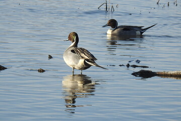 Two male, northern pintail ducks, enjoying a beautiful day at the Colusa National Wildlife Refuge, in the Sacramento Valley, California.