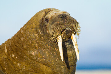 Large walrus lying on the beach on the Arctic sun