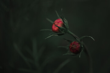 Obraz na płótnie Canvas red poppy flower