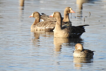A female mallard duck in the foreground, with several greater white-fronted geese in the background, swimming in the waters of the Colusa National Wildlife Refuge, Sacramento Valley, California.