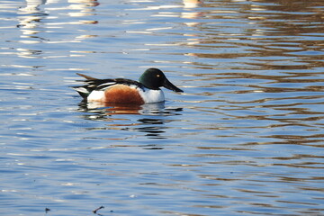 A male northern shoveler swimming in the waters of the Colusa National Wildlife Refuge, in the Sacramento Valley, California.
