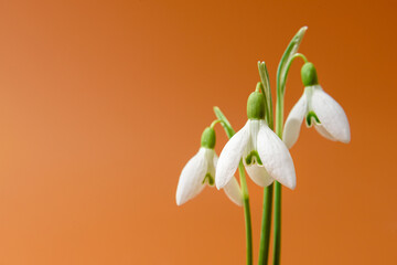 Snowdrop flowers on brown background close up