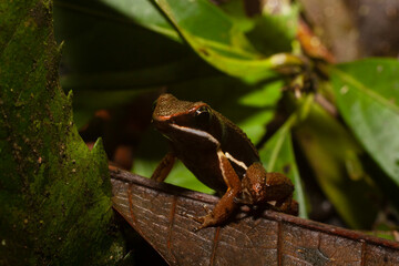 Allobates femoralis