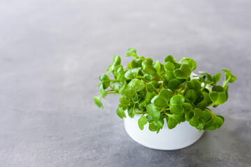 Microgreens of radish in ceramic pot on grey background
