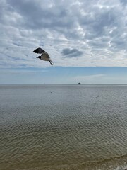 seagull inflight over Gulf of Mexico water 