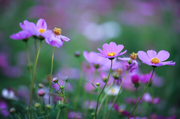 purple and yellow flowers