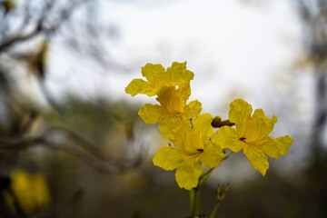 Golden Trumpet tree or Tabebuia chrysantha, guayacan, yellow flower