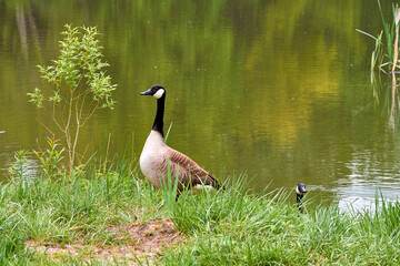 Kanadagans (Branta canadensis) am Ufer eines Weihers