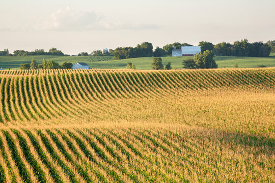 Corn field and barn on rolling hills in late summer sunlight