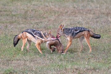 two black backed jackals squabbling over their kill