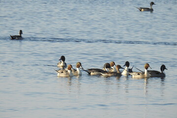 Naklejka premium Northern pintail ducks enjoying a beautiful day at the Colusa National Wildlife Refuge, in the Sacramento Valley, California.
