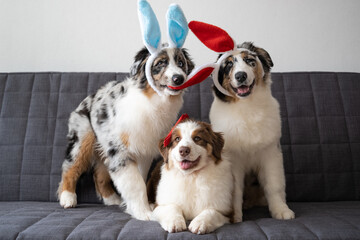 Three Small Australian merle shepherd puppy dog wearing bunny ears. easter