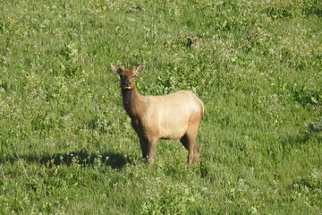 Tule elk roaming the grassy hillsides of Point Reyes National Seashore in Marin County, Northern California.