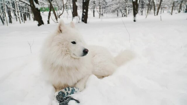 dog in winter in the park