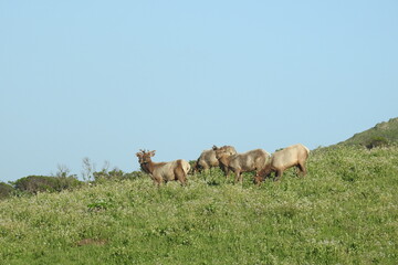 Obraz premium Tule elk roaming the grassy hillsides of Point Reyes National Seashore in Marin County, Northern California.