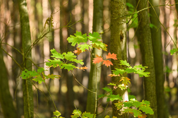 thin branch of red oak among stems with started autumn coloring