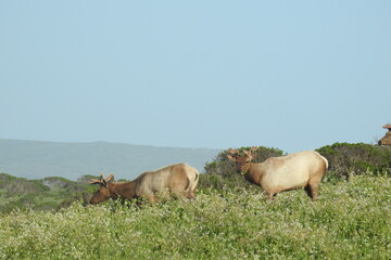 Tule elk roaming the grassy hillsides of Point Reyes National Seashore in Marin County, Northern California.