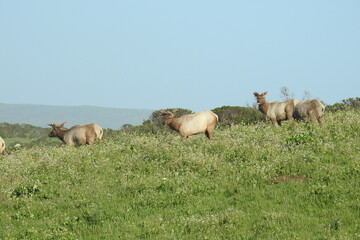 Tule elk roaming the grassy hillsides of Point Reyes National Seashore in Marin County, Northern California.