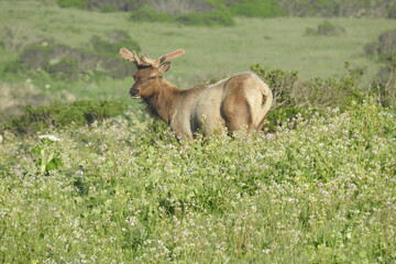 Tule elk roaming the grassy hillsides of Point Reyes National Seashore in Marin County, Northern California.