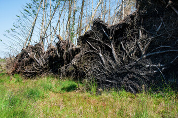 Roots of tree fallen after storm