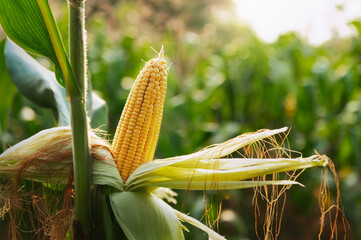 fresh corn on stalk in field
