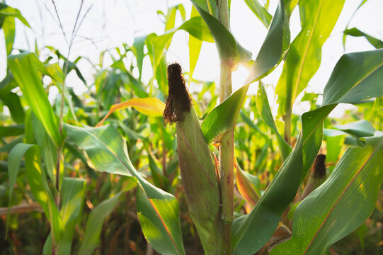 Fresh Corn On Stalk In Field