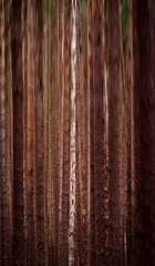 abstract forest background with motion blur effect. Autumnal pine forest wallpaper.