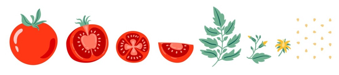 Red tomato  illustration. Cut tomato, tomato slice, leaves, flowers and tomato seeds. Cartoon vegetable set of elements isolated on white background