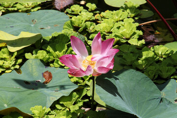 Lotus flower in the garden of the Royal Palace of Phnom Phen, Cambodia