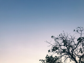 Beautiful twilight sky with silhouette tree.