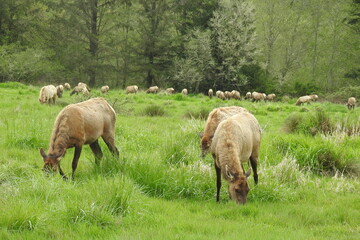 Wild elk herd grazing in a meadow outside of Crescent City, in Del Norte County, Northern California.