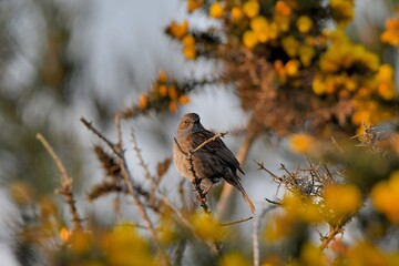 bird on a branch