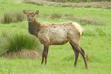 Naklejka na ściany i meble Roosevelt elk roaming a meadow outside of Crescent City, off the U.S. Route 199, in Del Norte County, Northern California.