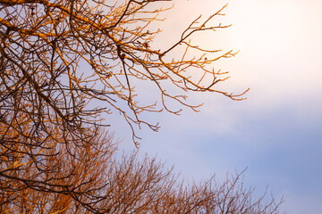 Leafless tree branches against the sky illuminated by the evening sun. Natural landscape in early spring