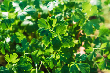 Fototapeta na wymiar close up shot of parsley